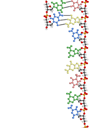 DNA Replication Animation